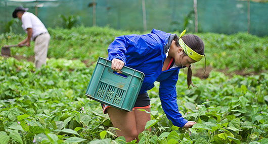 Organic Farm Volunteering in Costa Rica