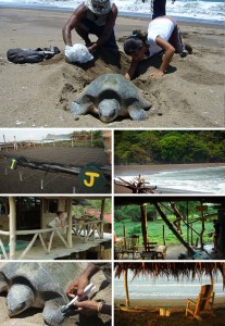 Turtle Protection Program volunteering in Buena Vista, Costa Rica