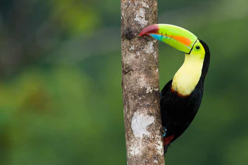 Toucan from Costa Rica, our best symbol!