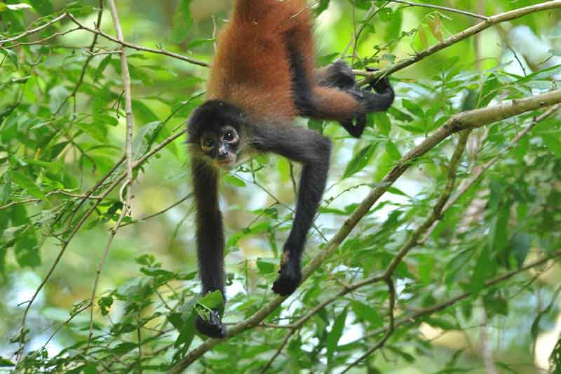 Costa Rican spider monkey hanging from a tree