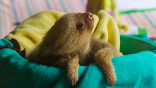 Volunteer with sloths at Animal Rescue Centers in Costa Rica